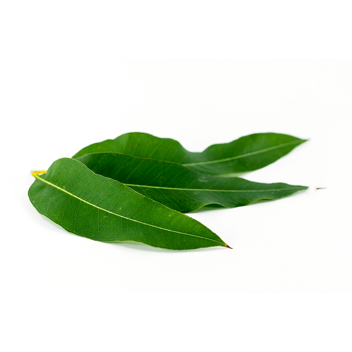 Eucalyptus globulus ako súčasť Artovitel